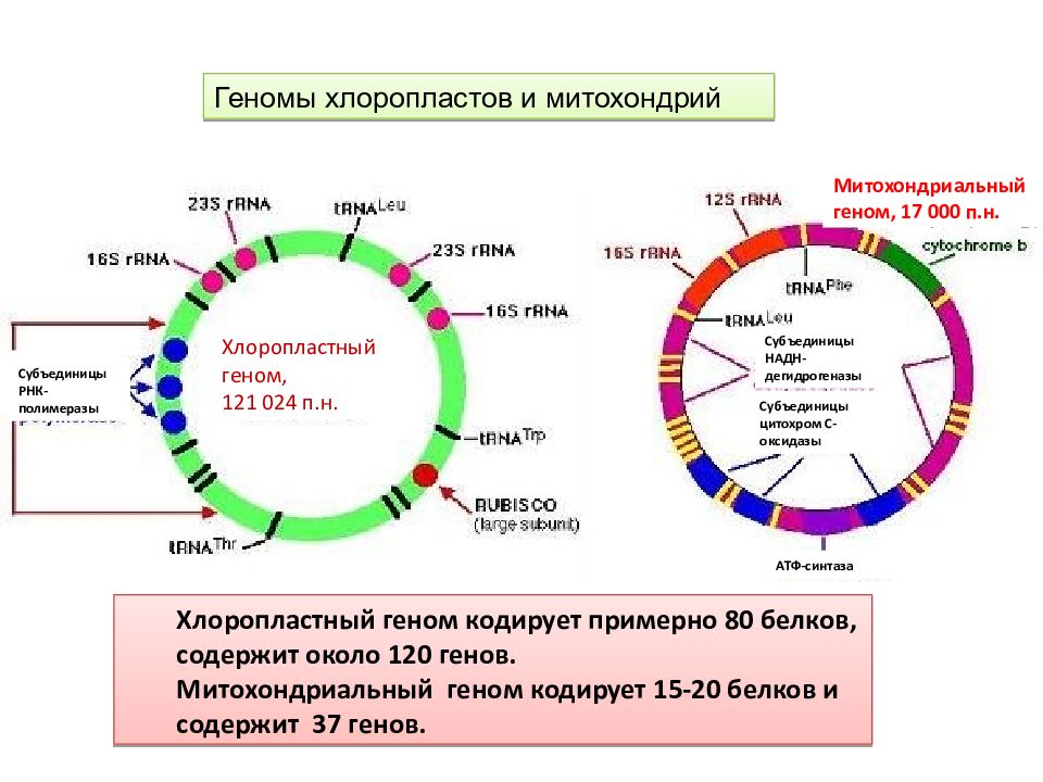 Кольцевая рнк. Митохондриальная ДНК схема. Митохондриальная ДНК растений. Строение митохондриальной ДНК. Структура митохондриального генома.