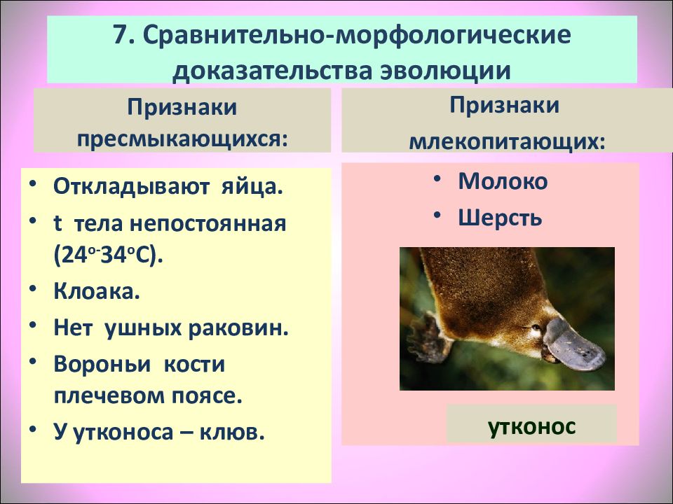 Презентация на тему восстановление численности млекопитающих 7 класс