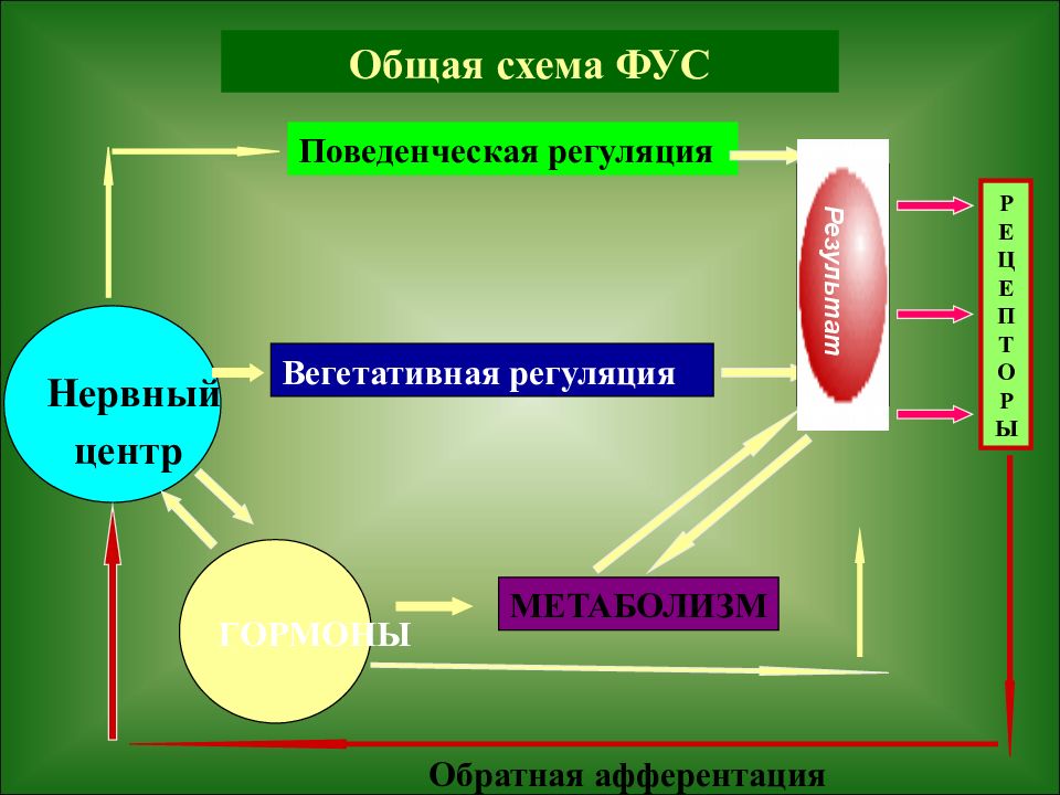 Общая схема функциональной системы организма