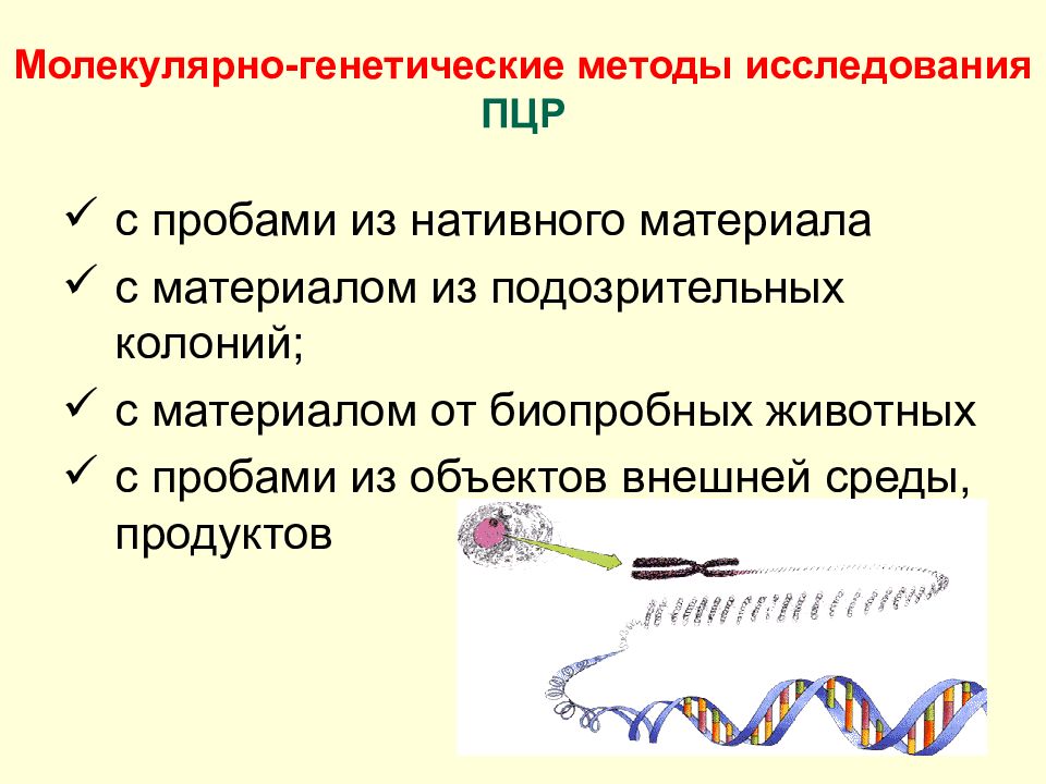 Молекулярно генетический метод. Молекулярно-генетические методы исследования. Молекулярно генетический метод ПЦР. Молекулярная генетика объекты и методы исследования. Молекулярно-генетический метод объект исследования.