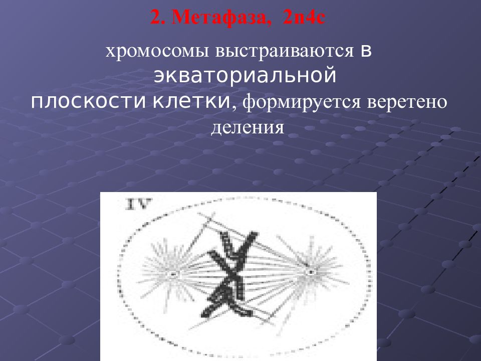 Хромосомы выстраиваются. Метафаза 2. Хромосомы в экваториальной плоскости. Хромосомы выстраиваются в экваториальной. Экваториальная плоскость клетки.