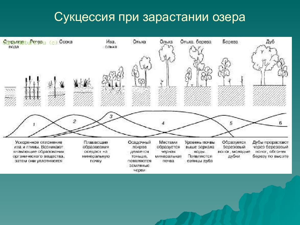 Презентация динамика экосистем