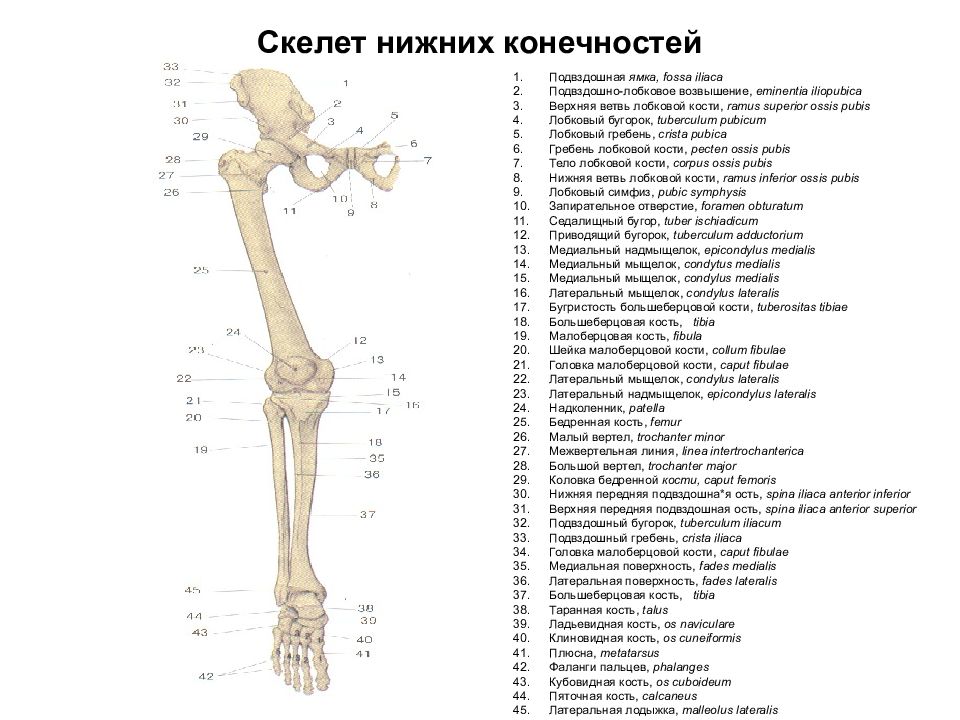 Анатомия нижней конечности человека. Кости нижней конечности вид спереди. Кости нижних конечностей анатомия строение. Кости нижней конечности схема. Перечислите кости нижней конечности человека.