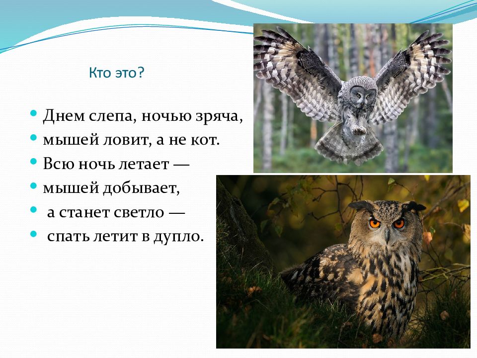 Сова презентация 2 класс. Презентации Бианки Сова. Бианки Сова план. План рассказа Сова. План по рассказу Сова.