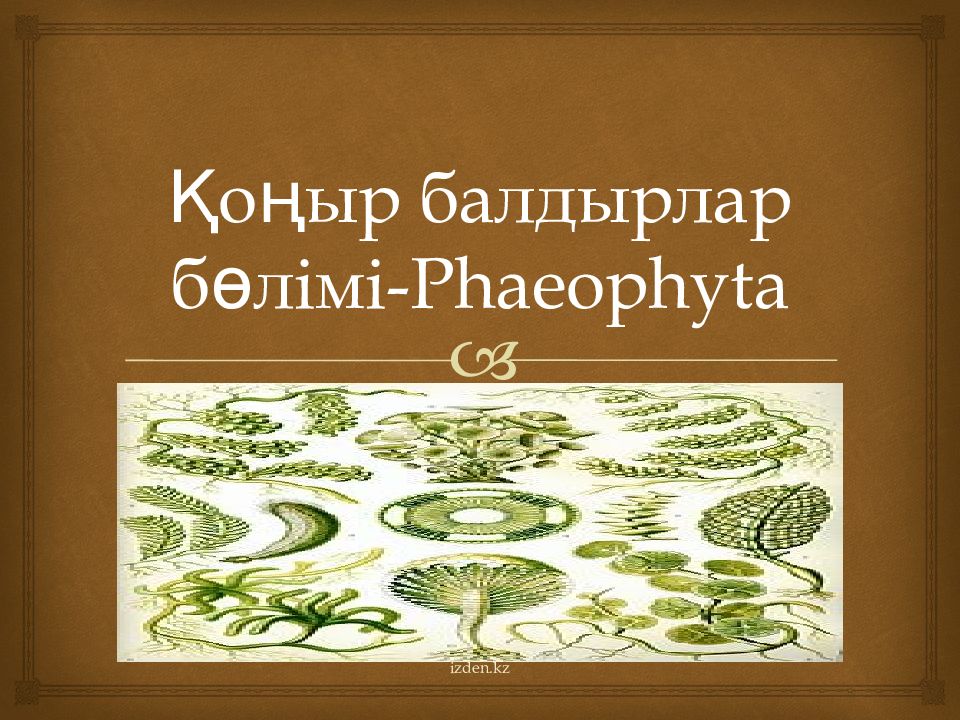 Қоңыр балдырлар бөлімі- Phaeophyta