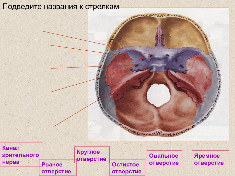 Круглое и овальное отверстия. Средняя черепная ямка образована. Границы черепных ямок. Черепные ямки. Структуры средней черепной ямки.