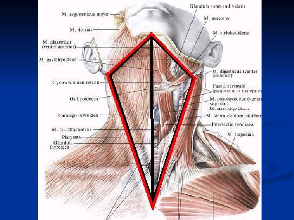 Мышцы на шее спереди фото