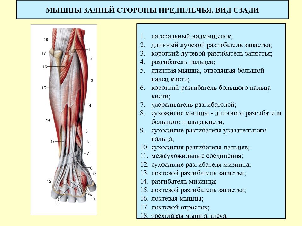 Мышцы предплечья картинки