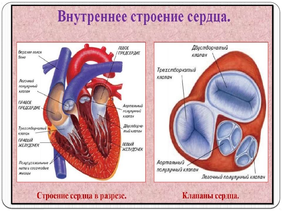 Обследование сердечно сосудистой системы