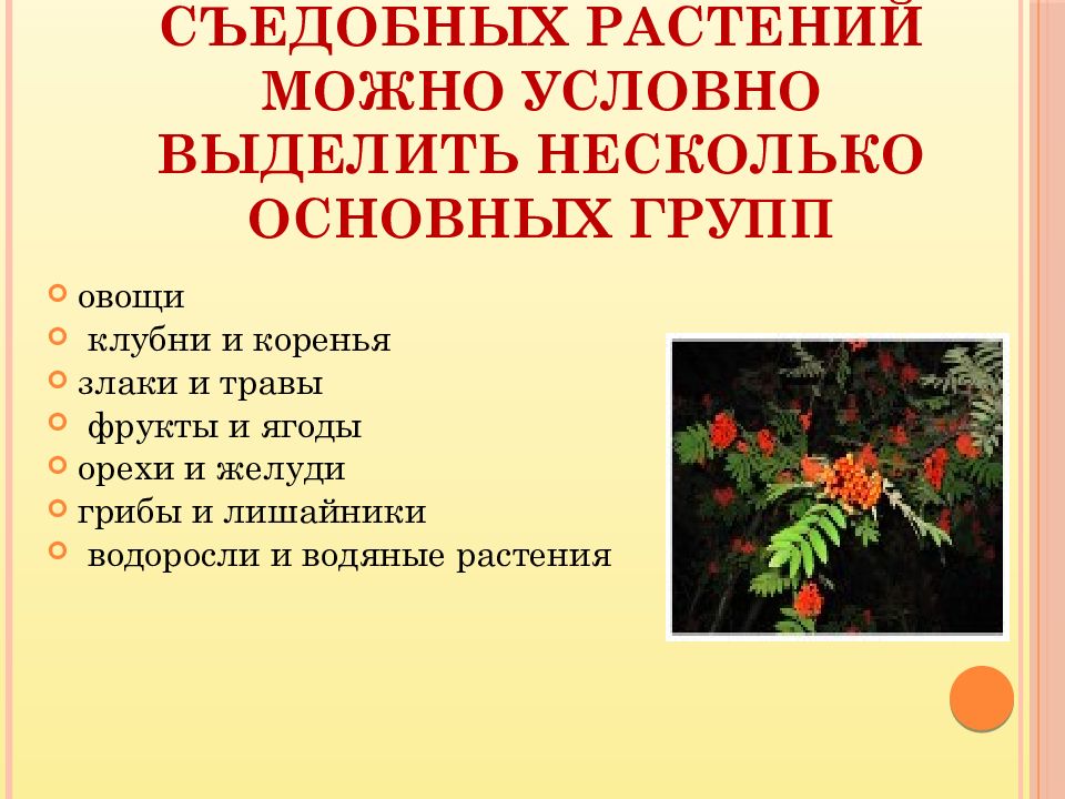 Условно можно выделить. Съедобные растения в природных условиях. Многообразие съедобных растений. Условно съедобные растения. Признаки съедобных растений.