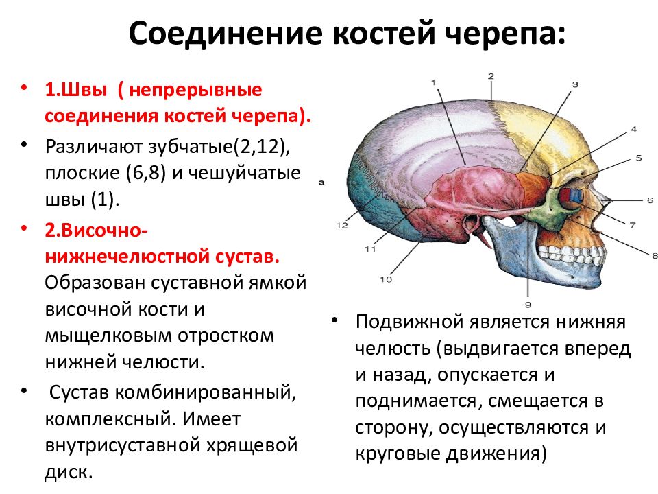 Подвижное соединение в черепе. Соединение костей черепа. Соединение костей мозгового отдела черепа. Тип соединения костей мозгового черепа.