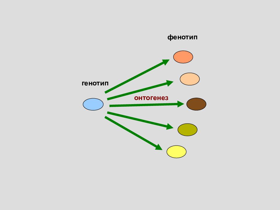 Фенотип это. Генотип и фенотип примеры. Генотип схема. Фенотип рисунок. Генотип рисунок.