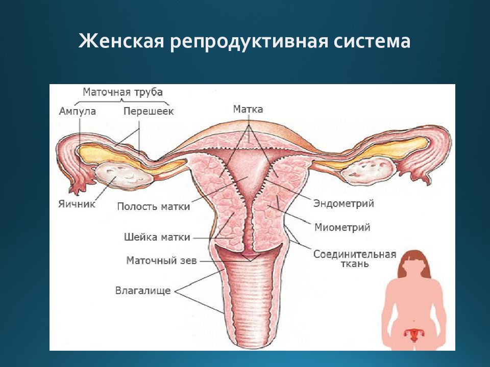 Репродуктивная система презентация