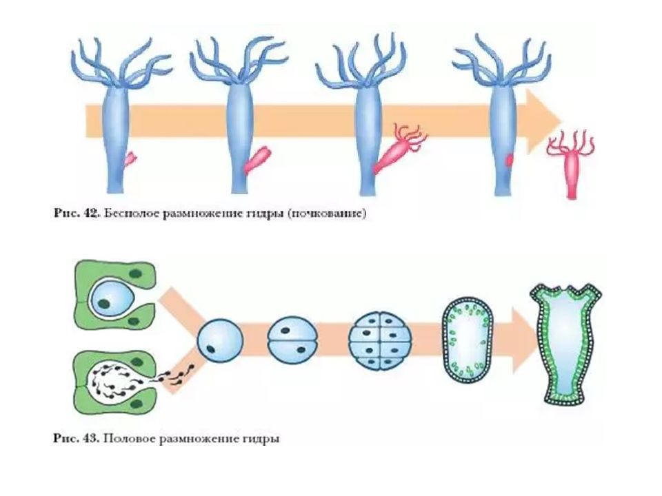 Как происходит почкование. Размножение гидры пресноводной. Половое и бесполое размножение гидры. Размножение кишечнополостных схема. Бесполое и половое размножение пресноводной гидры.
