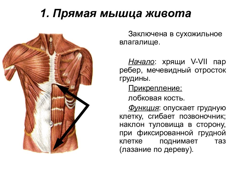 Мышцы живота. Мышцы живота, мечевидный отросток. Прямая мышца живота прикрепление и функции. Прямая мышца живота строение и функции. Функции прямой мышцы живота анатомия.