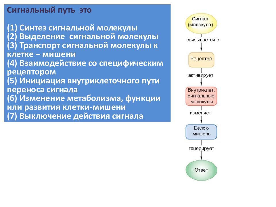 Молекулярный путь. Внутриклеточные сигнальные пути. Передача внутриклеточных сигналов. Внутриклеточная передача сигнала. Сигнальные молекулы.. Сигнальные пути в клетках.