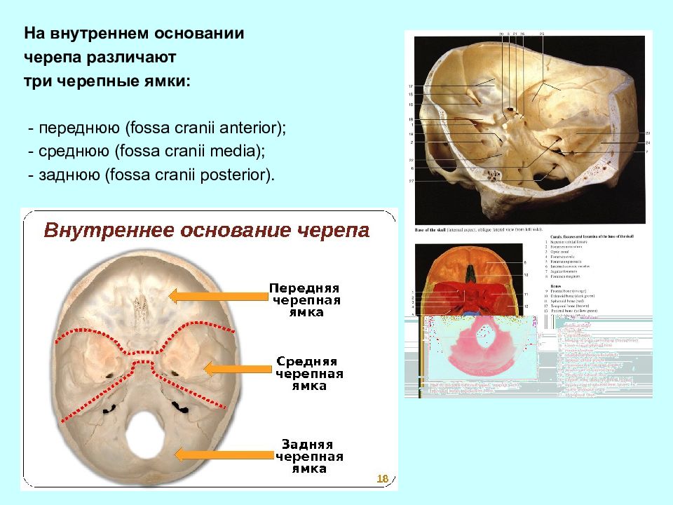 Презентация топографическая анатомия мозгового отдела головы