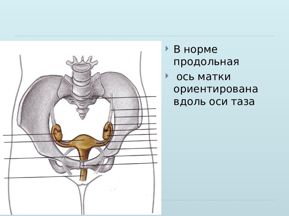 Продольная ось. Проводная ось таза. Проводная ось таза в акушерстве. Продольная ось таза.