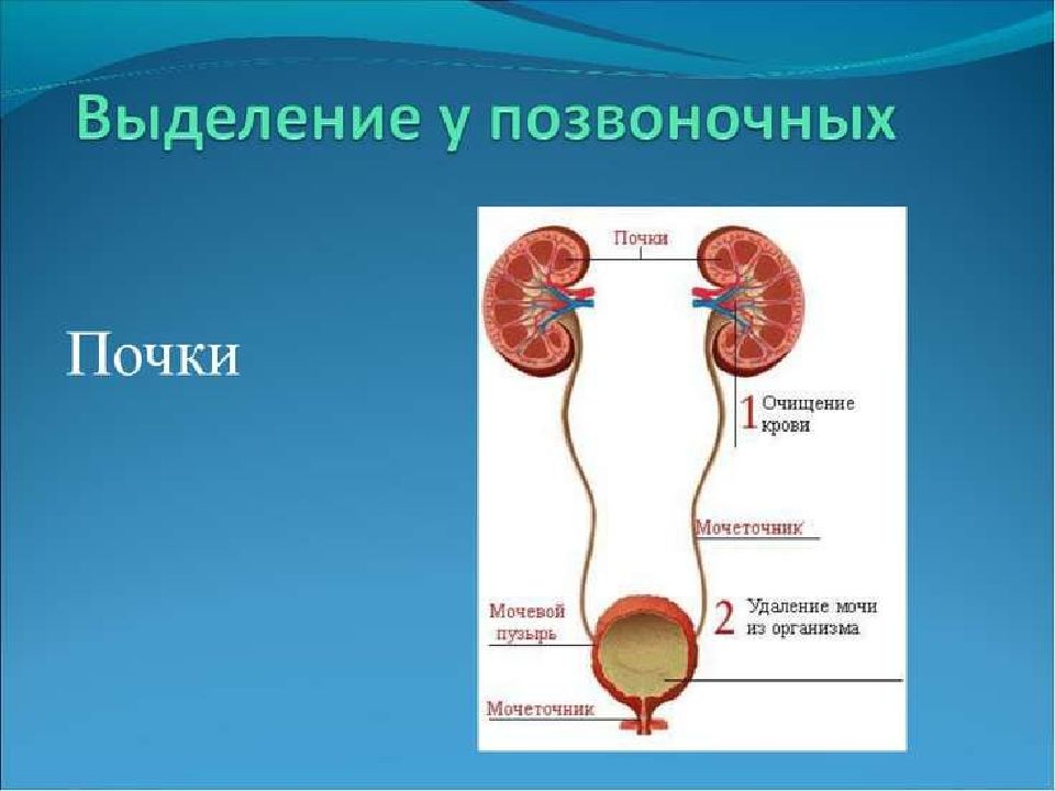 Презентация к уроку "Выделение" 6 класс УМК Сонина Н.И.
