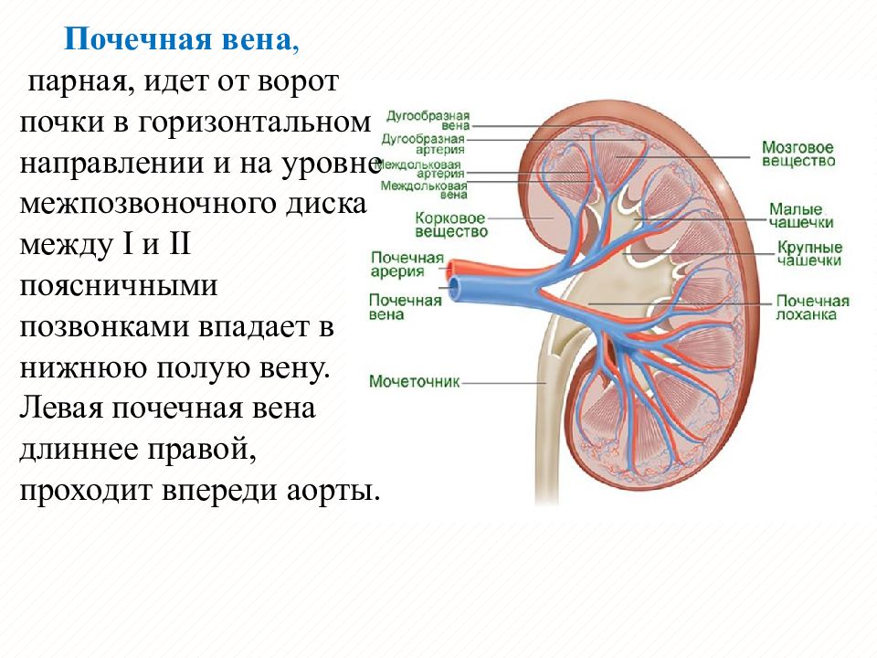 Артерия и вена почки. Почечная артерия и почечная Вена. Почечная Вена схема. Почечная Вена анатомия. Левая почечная Вена анатомия.