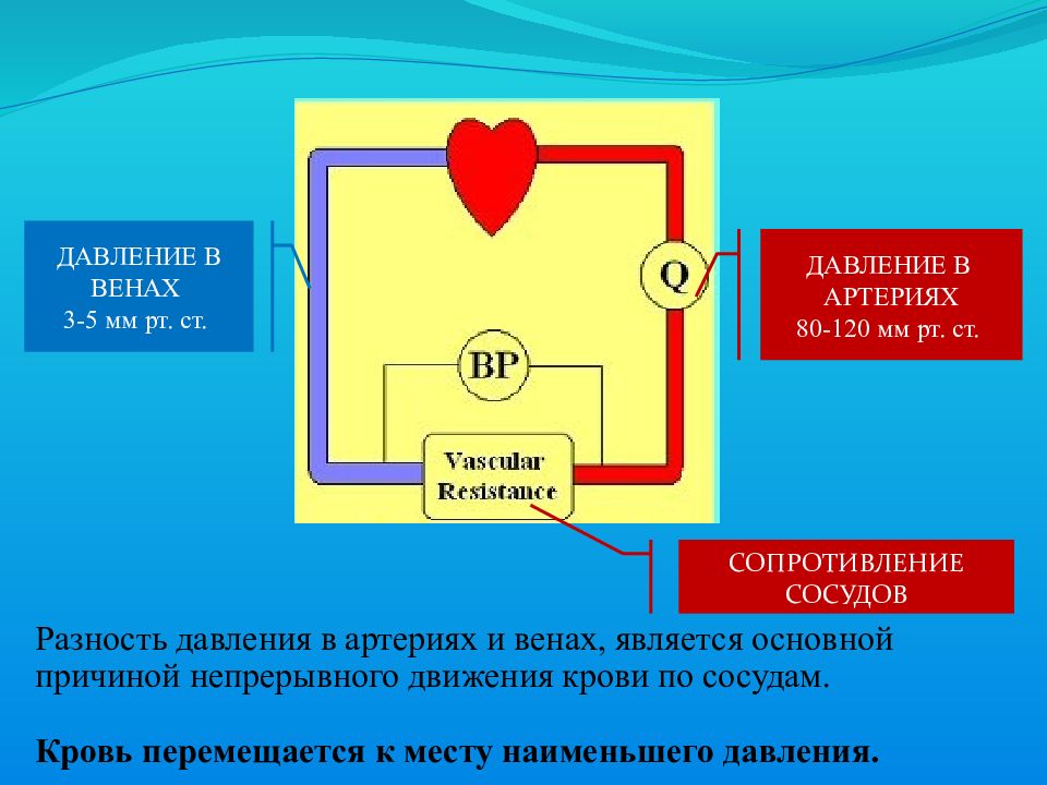 23 движение. Давление в венах.