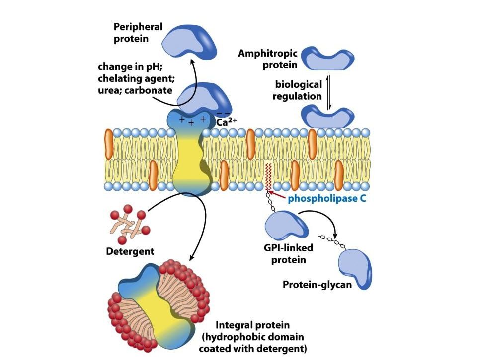 Синтез белков органелла