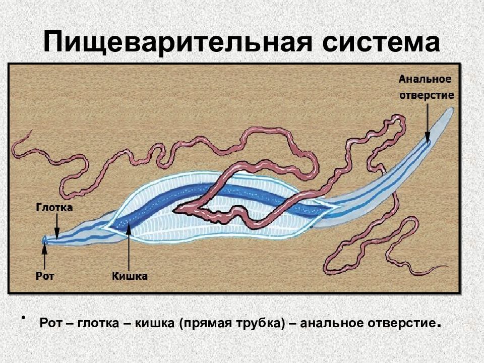 Круглые черви пищеварительная система. Органы пищеварения губок. Пищеварительная система рот. Тип губки пищеварение. Пищеварение губок происходит.