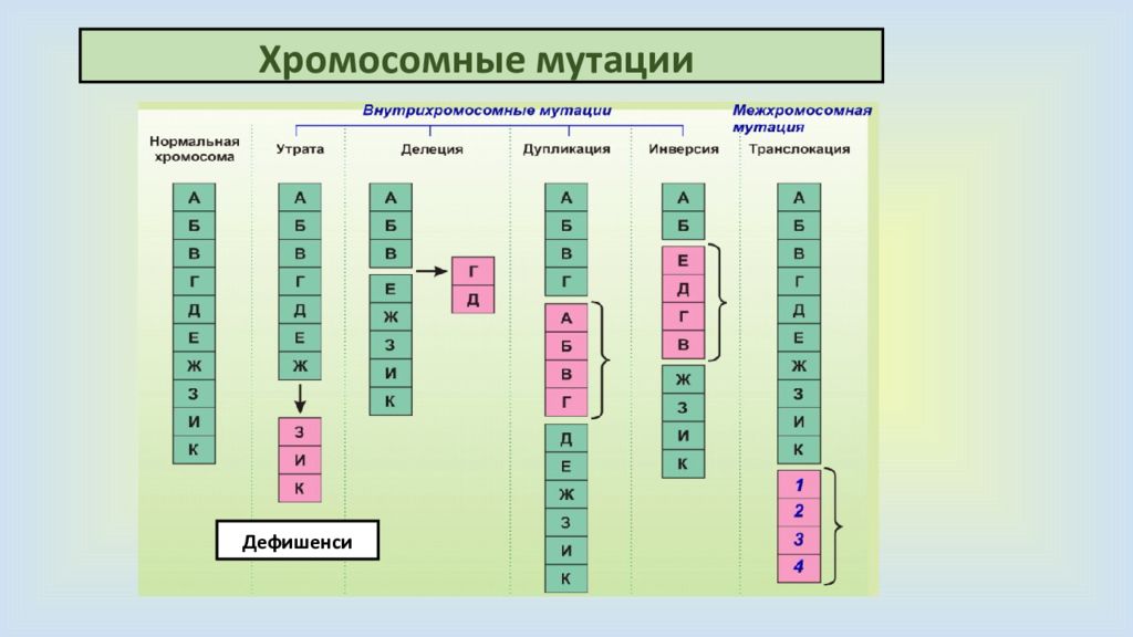 Рассмотрите рисунок с примерами хромосомных мутаций