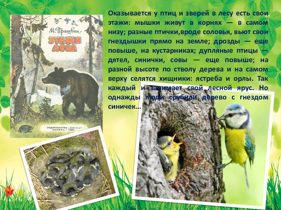 Остров спасения пришвин. Презентация детям о природе пришвин. У птиц и зверьков в лесу есть свои этажи. В лесу живут разные птицы:.