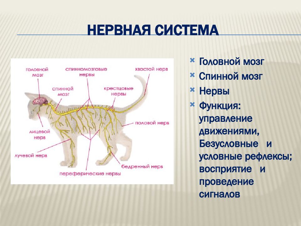 Класс млекопитающие строение презентация 7 класс биология