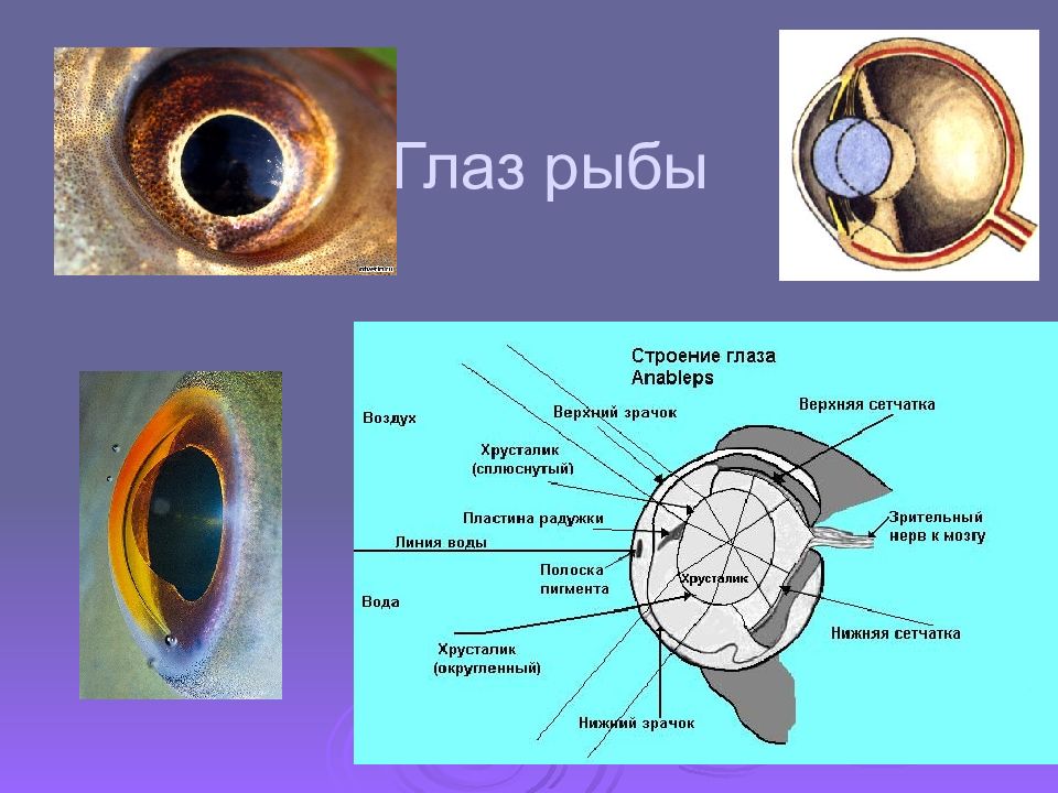 Глаз рыбы рисунок