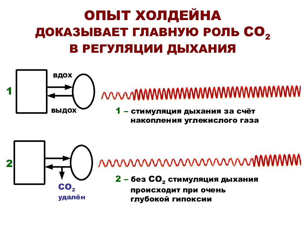 Эффект холдейна