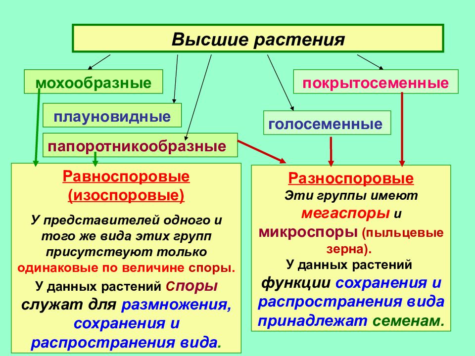 Чем высшие растения отличаются от высших. Равноспоровые и разноспоровые растения. Равноспоровые и разноспоровые растения примеры. Равноспоровые и разноспоровые папоротники. Отличия равноспоровых и разноспоровых папоротников.