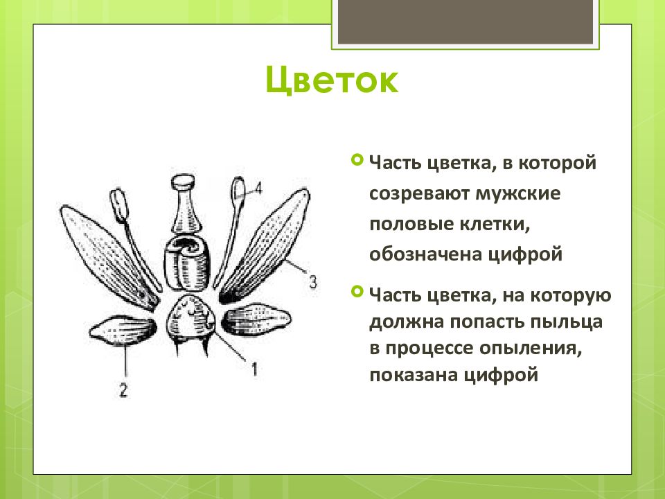 Укажи какой цифрой на рисунке обозначен пыльцевход