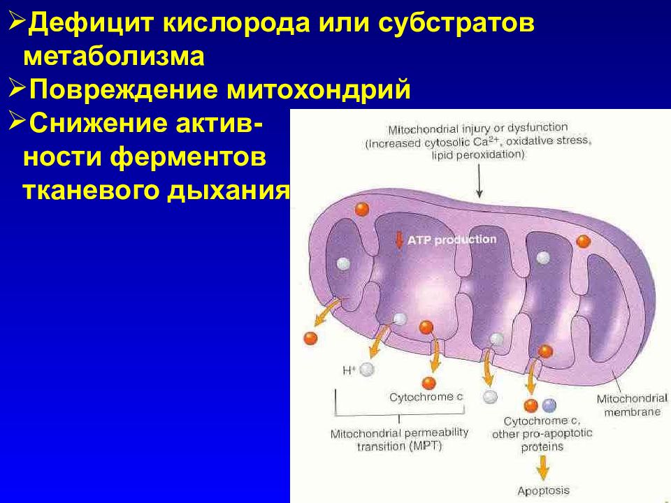 Повреждение клетки патофизиология презентация