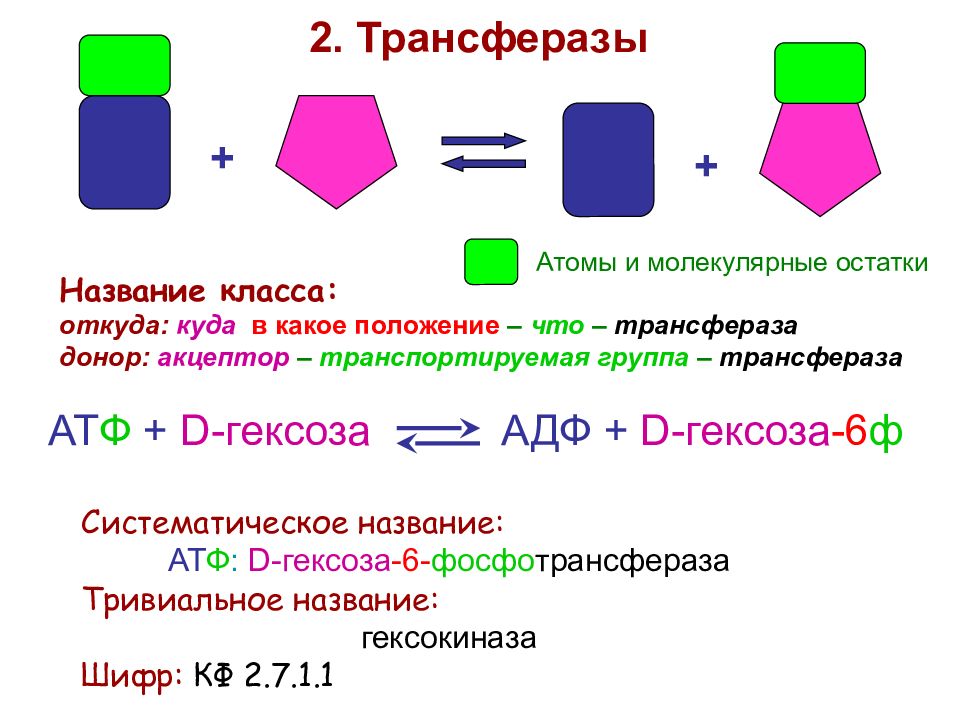 Ферменты введение. Трансферазы примеры реакций. Трансферазы примеры ферментов. Трансферазы подклассы. Строение трансферазы.