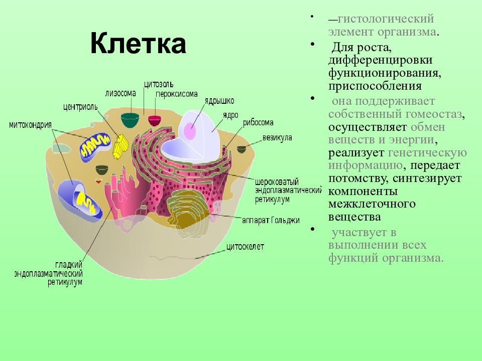 Клетка нея. Патология клетки. Строение клетки везикула. Гистологические элементы клетки. Структура клетки везикула.