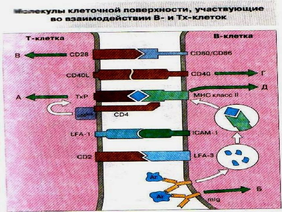 Клетка 22. Индифферентные клетки классификация. Классификация клеток по Рыжавскому. Классификация клеточных Струк фото. Классификация клеток по везе.