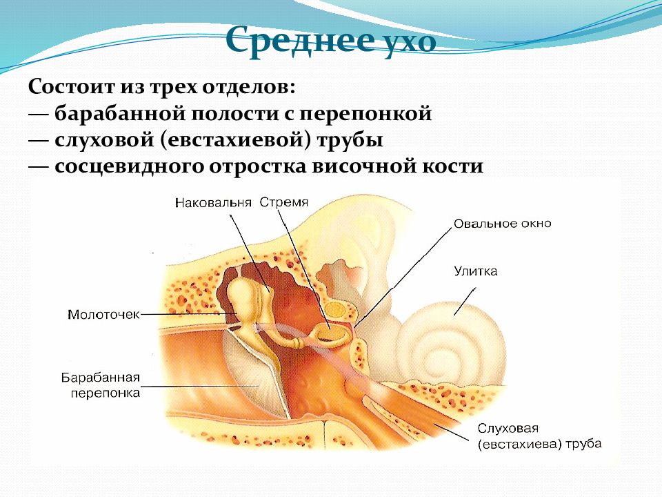 Схема барабанной полости