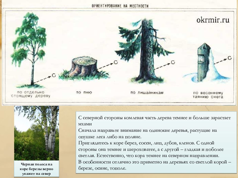 Как определить запад без компаса. Способы определения сторон света. Определение сторон света в лесу без компаса. Способы определения сторон света по дереву.