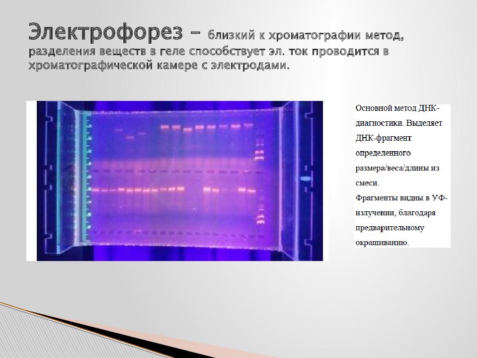 Хроматография методы разделения. Электрофорез метод биологии ЕГЭ. Хроматография и электрофорез. Методы электрофореза и хроматографии. Метод электрофорез ЕГЭ.