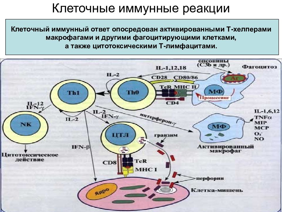 Схема иммунного ответа клеточного типа. Схема специфического клеточного иммунного ответа. Реакция клеточного иммунитета схема. Клеточный иммунитет иммунология.