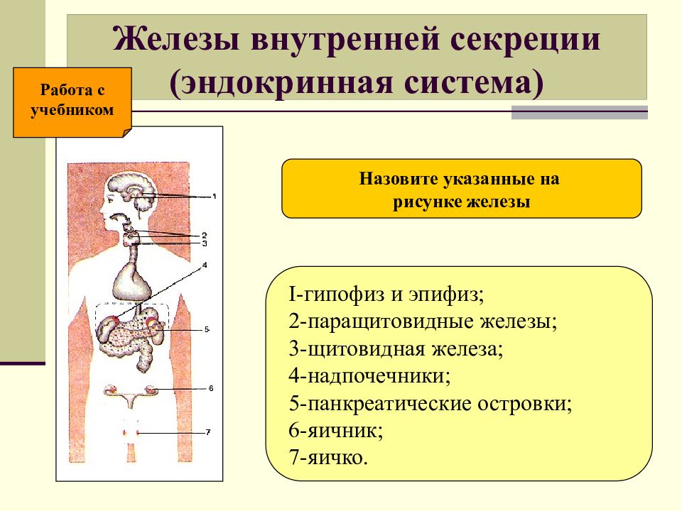 Презентация на тему железы внутренней секреции