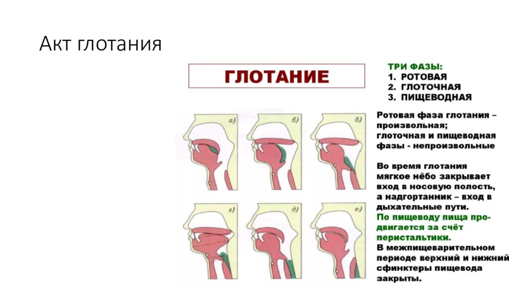 Акт глотания