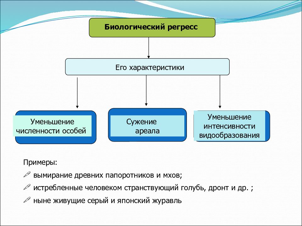 Какой эволюционный процесс и вид отбора обеспечили появление представленных на рисунке пород голубей