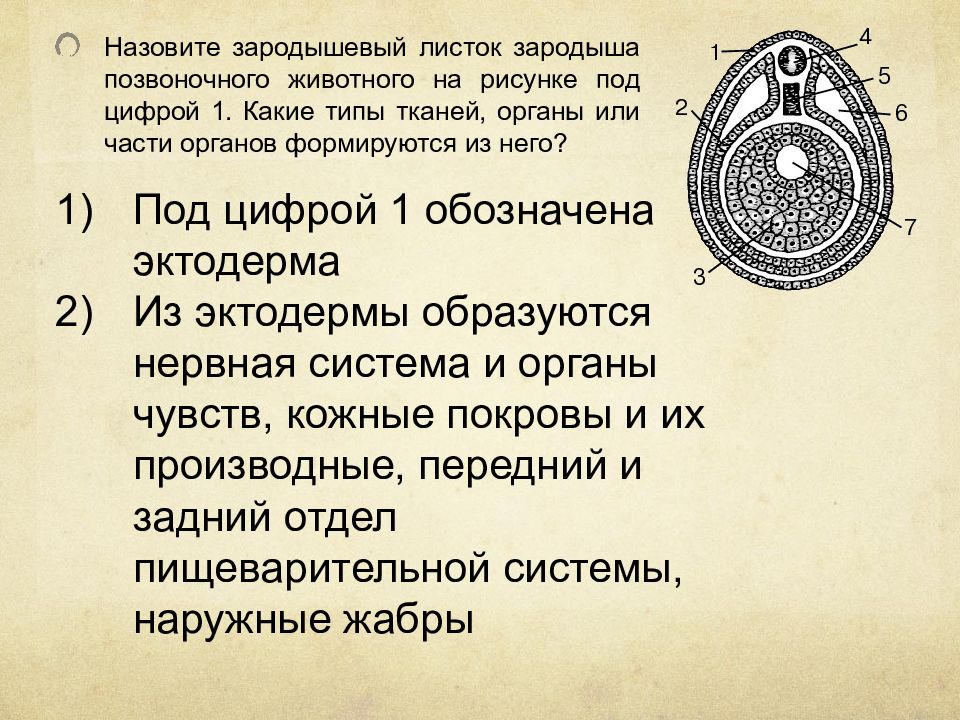 Клетка позвоночного животного. Назовите зародышевый листок. Назовите зародышевый листок зародыша позвоночного. Зародышевый листок позвоночного животного. Какие типы тканей образуют структуру обозначенную цифрой 1.