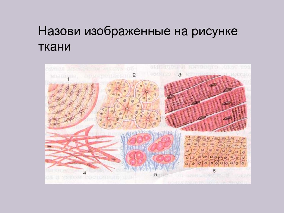 Назовите изображенные на рисунке ткани. Ткани человека. Изображение тканей человека. Типы тканей. Типы тканей человека.