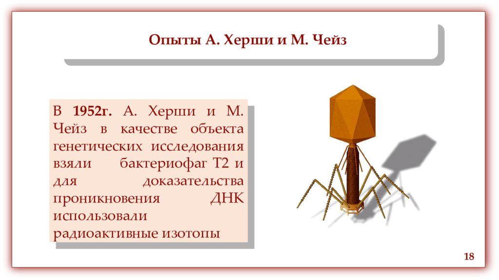 Структура опыт. Опыты в 1952 г. Херши и Чейз. Опыт Херши. А. Херши и м. Чейз. -А. Херши и м. Чейз. (1952)