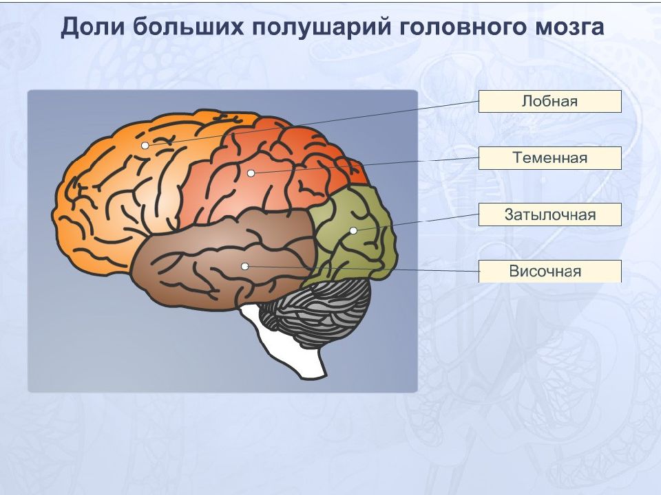 Мозг человека строение и функции картинки