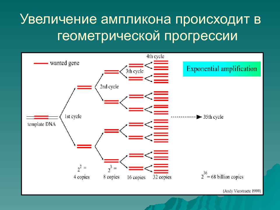 13 циклов. Полимеразная цепная реакция презентация. Ампликон ПЦР. Ампликоны ДНК. Ампликоны в ПЦР это.